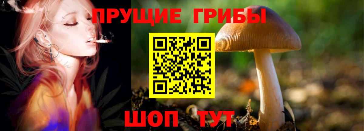 Псилоцибиновые грибы Cubensis Городец